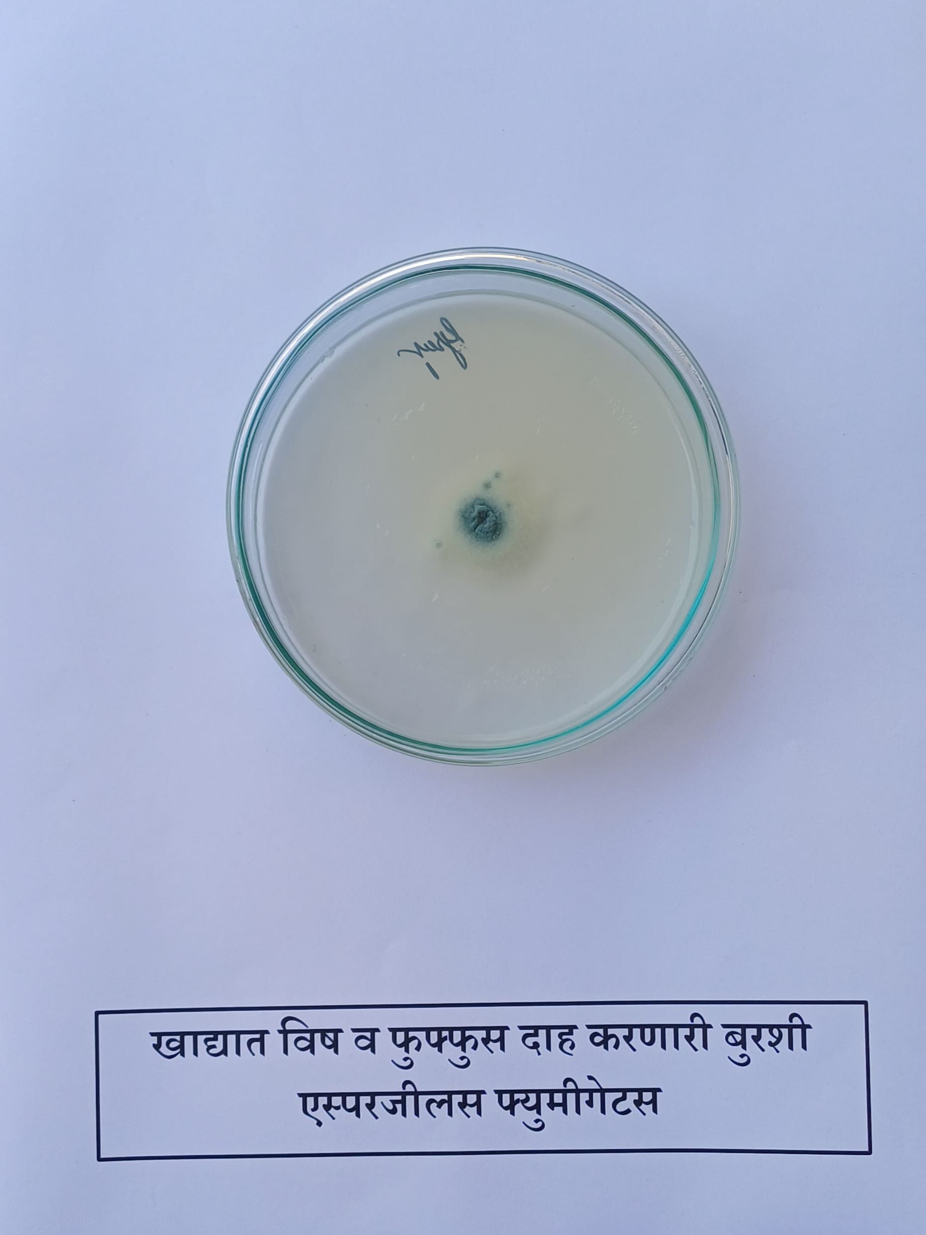 38. Aspergillus Fumigatus